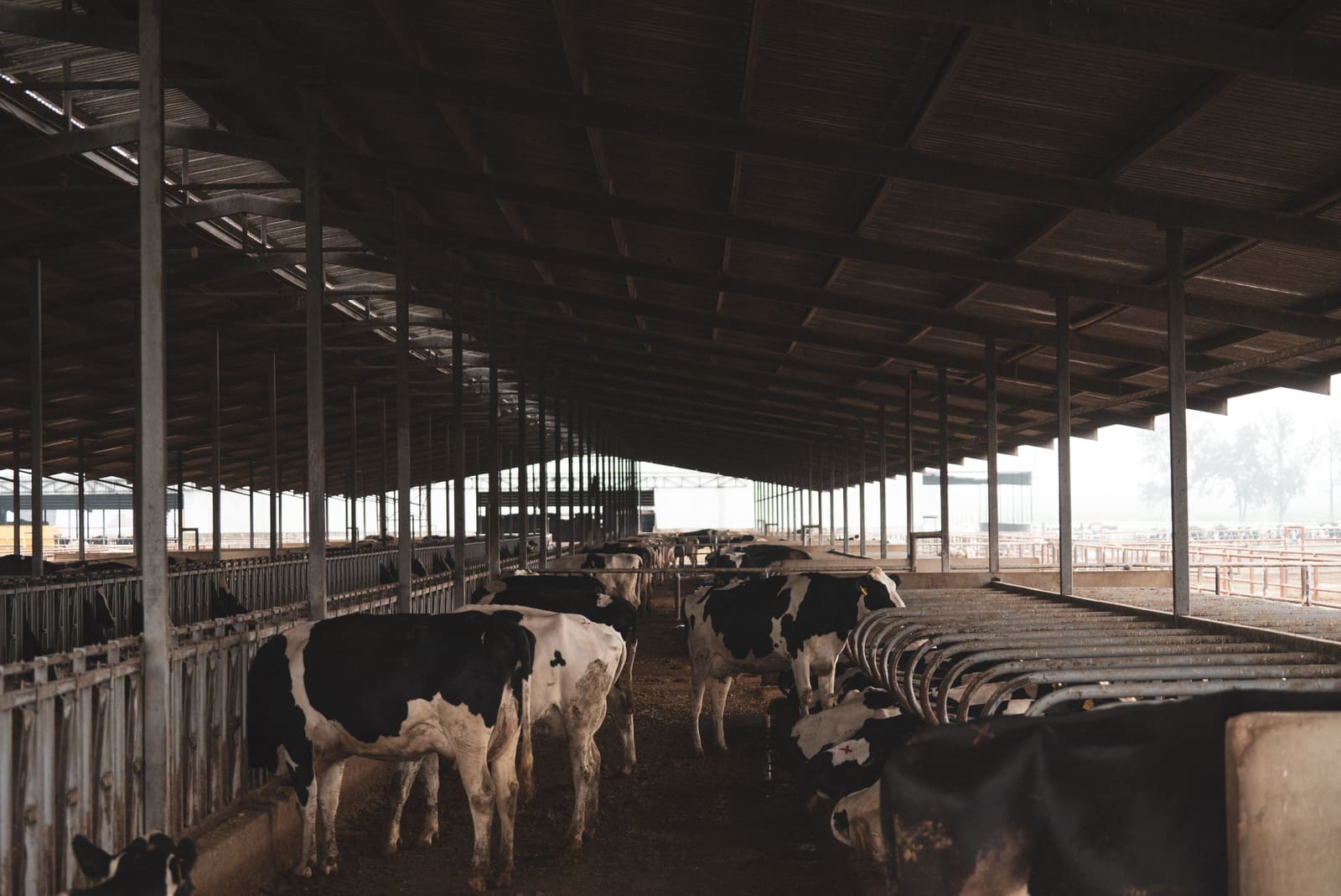 DLP Expo Asia 2026 (Dairy Livestock & Poultry)