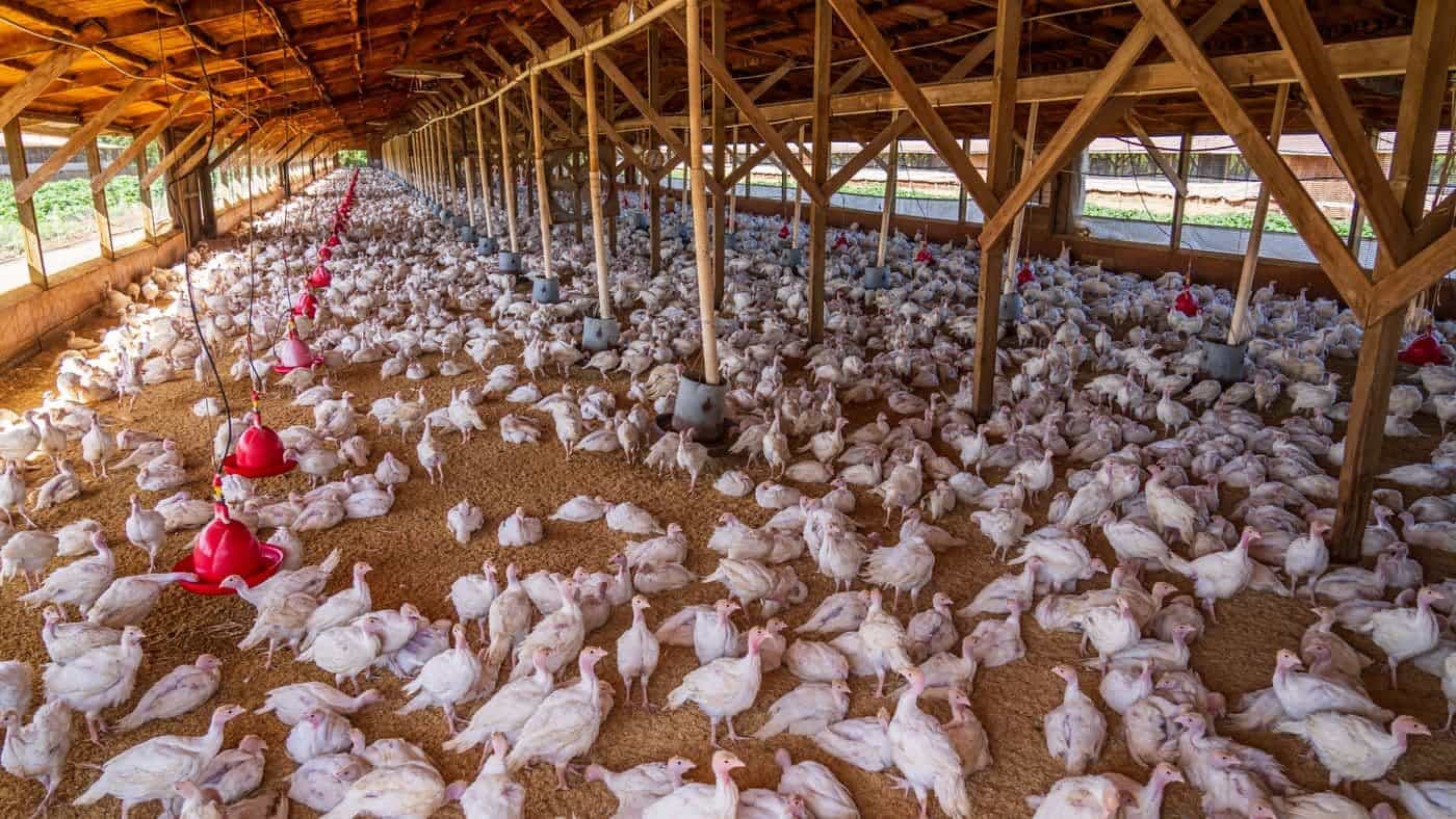 India Poultry Show 2027 — Coimbatore